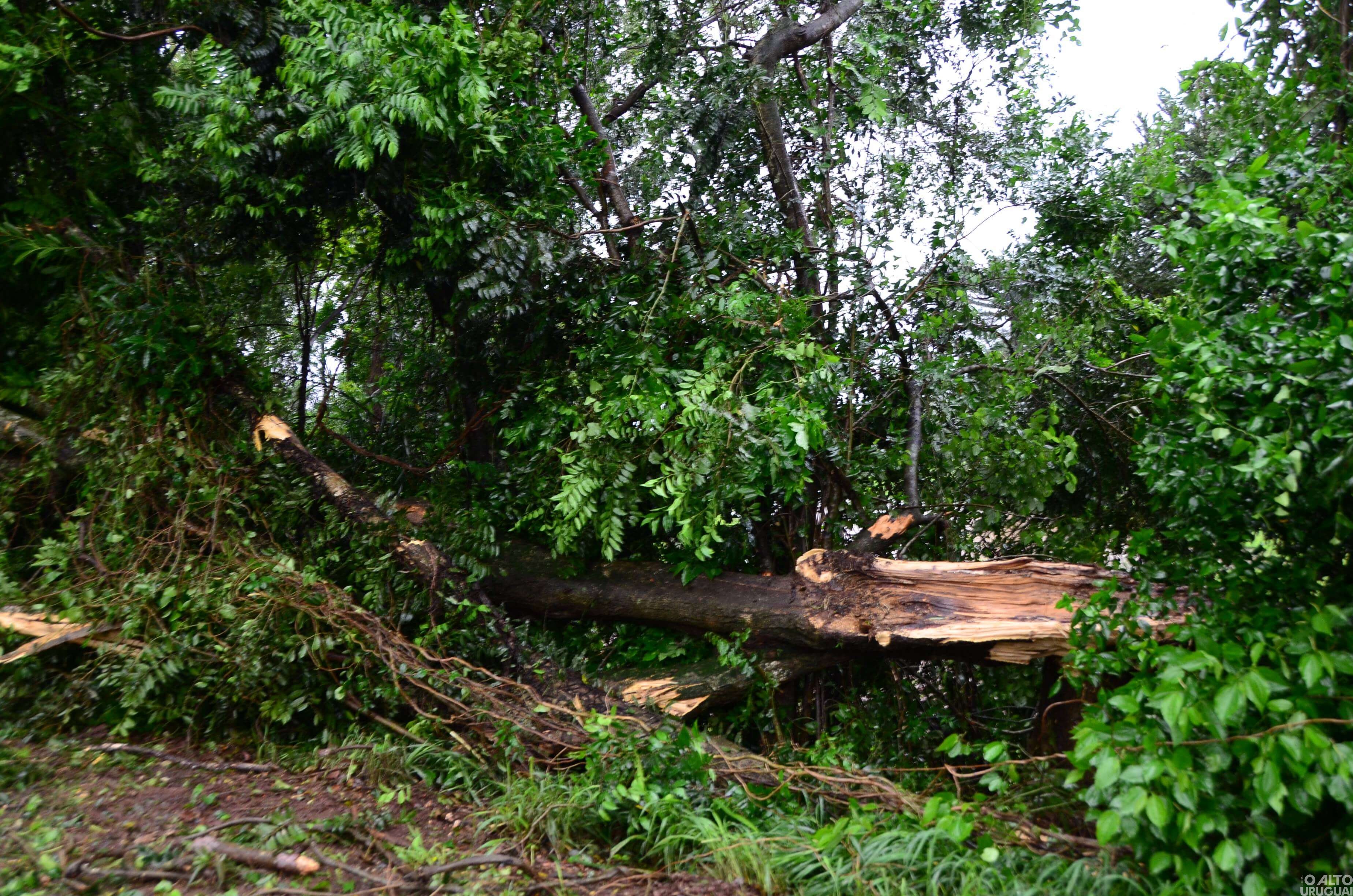 Queda de árvore provoca acidente na BR-386