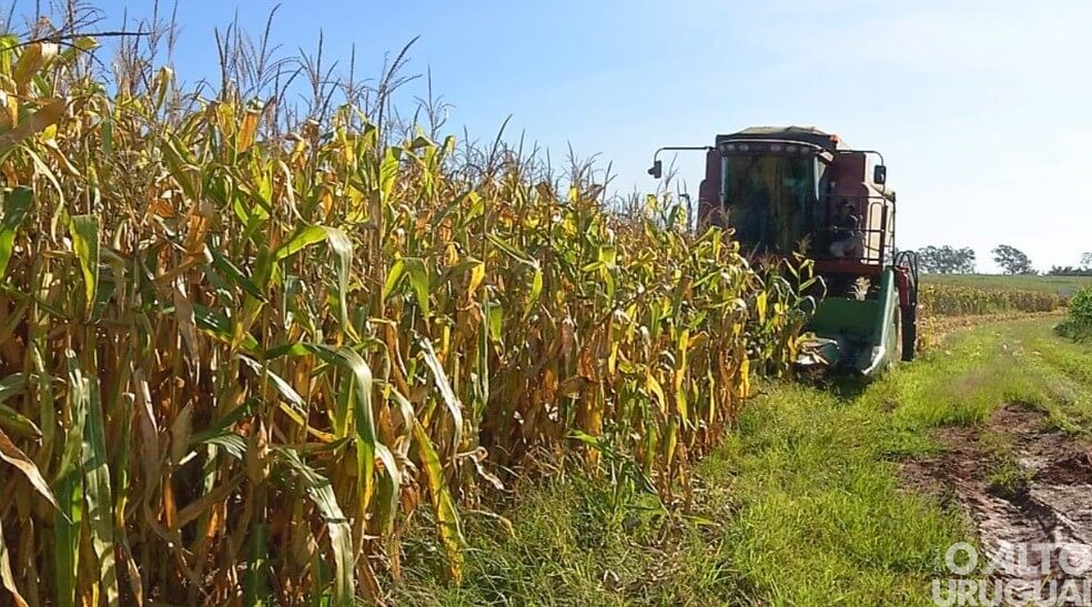 Agropecuária e indústria recuam no 2° trimestre
